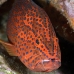 grouper_coral_rr_sur_v_1044_tha2552.jpg